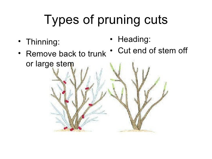 10 20 Pruning