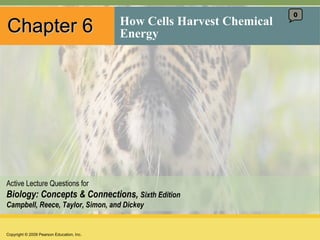 Chapter 6 How Cells Harvest Chemical Energy 0 