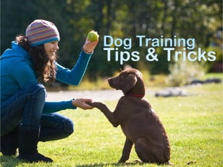 Dog Training Tips and Tricks
