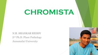 CHROMISTA
N.H. SHANKAR REDDY
2nd Ph.D. Plant Pathology
Annamalai University
 