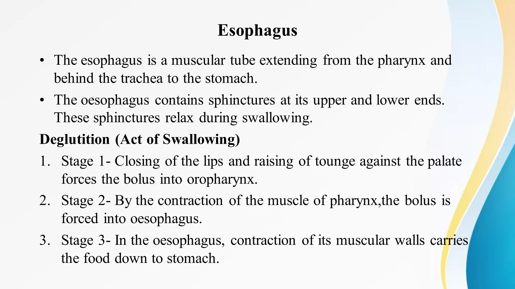 Esophagus
• The esophagus is a muscular tube extending from the pharynx and
behind the trachea to the stomach.
• The oesophagus contains sphinctures at its upper and lower ends.
These sphinctures relax during swallowing.
Deglutition (Act of Swallowing)
1. Stage 1- Closing of the lips and raising of tounge against the palate
forces the bolus into oropharynx.
2. Stage 2- By the contraction of the muscle of pharynx,the bolus is
forced into oesophagus.
3. Stage 3- In the oesophagus, contraction of its muscular walls carries
the food down to stomach.
 