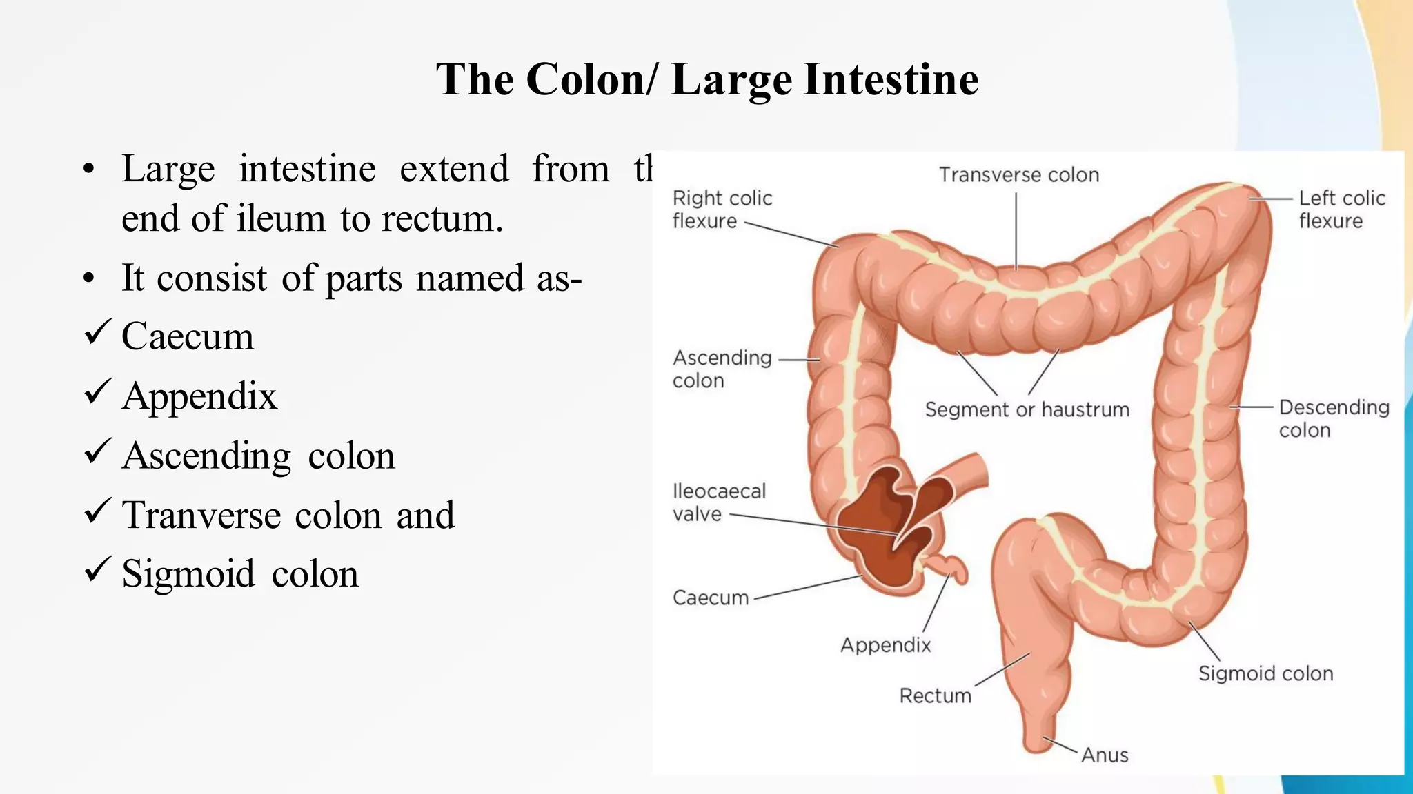 The Colon/ Large Intestine
• Large intestine extend from the
end of ileum to rectum.
• It consist of parts named as-
✓ Caecum
✓ Appendix
✓ Ascending colon
✓ Tranverse colon and
✓ Sigmoid colon
 