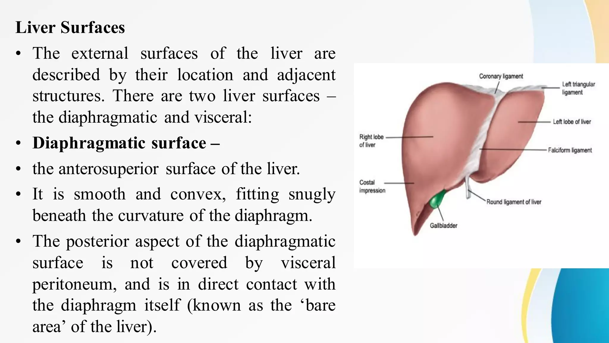 Liver Surfaces
• The external surfaces of the liver are
described by their location and adjacent
structures. There are two liver surfaces –
the diaphragmatic and visceral:
• Diaphragmatic surface –
• the anterosuperior surface of the liver.
• It is smooth and convex, fitting snugly
beneath the curvature of the diaphragm.
• The posterior aspect of the diaphragmatic
surface is not covered by visceral
peritoneum, and is in direct contact with
the diaphragm itself (known as the ‘bare
area’ of the liver).
 