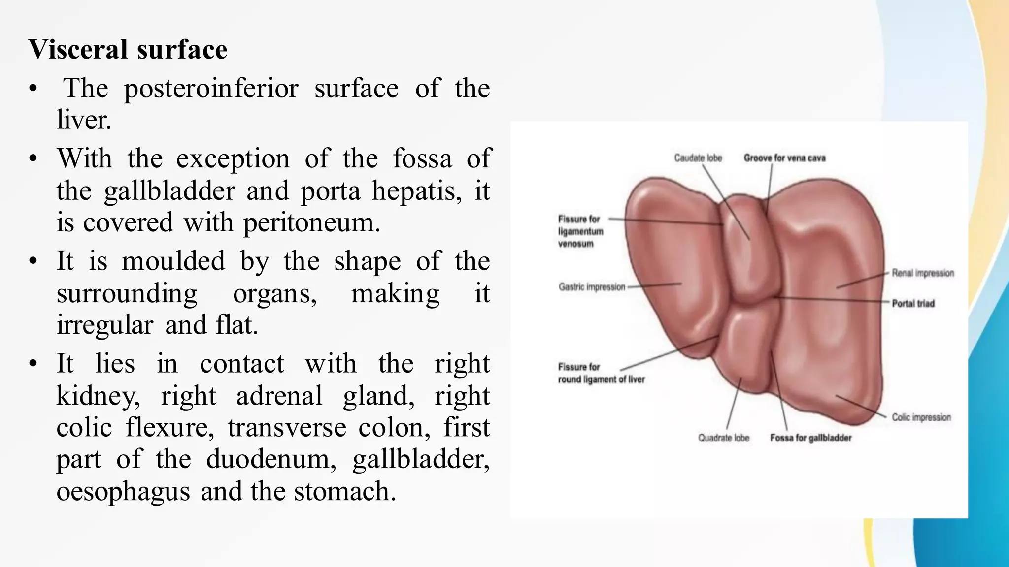 Visceral surface
• The posteroinferior surface of the
liver.
• With the exception of the fossa of
the gallbladder and porta hepatis, it
is covered with peritoneum.
• It is moulded by the shape of the
surrounding organs, making it
irregular and flat.
• It lies in contact with the right
kidney, right adrenal gland, right
colic flexure, transverse colon, first
part of the duodenum, gallbladder,
oesophagus and the stomach.
 