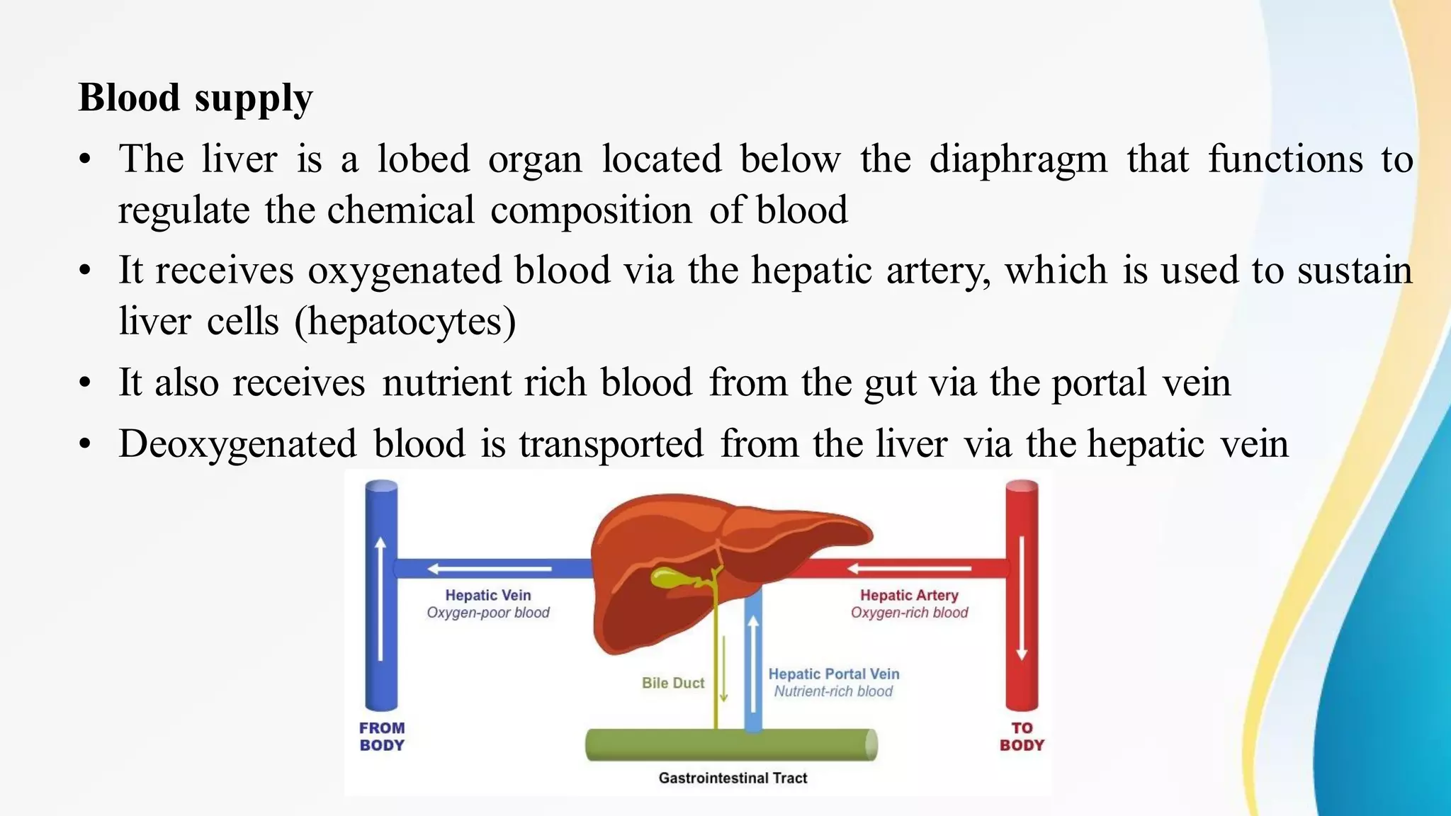 Blood supply
• The liver is a lobed organ located below the diaphragm that functions to
regulate the chemical composition of blood
• It receives oxygenated blood via the hepatic artery, which is used to sustain
liver cells (hepatocytes)
• It also receives nutrient rich blood from the gut via the portal vein
• Deoxygenated blood is transported from the liver via the hepatic vein
 