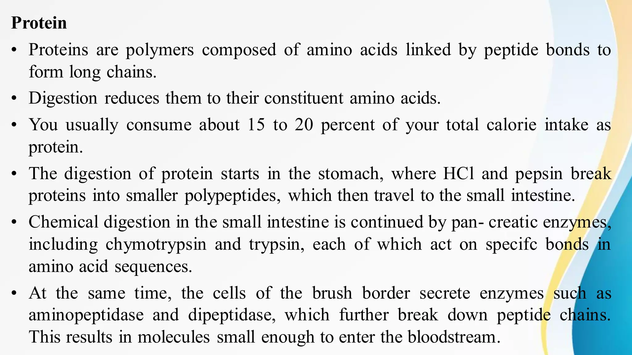 Protein
• Proteins are polymers composed of amino acids linked by peptide bonds to
form long chains.
• Digestion reduces them to their constituent amino acids.
• You usually consume about 15 to 20 percent of your total calorie intake as
protein.
• The digestion of protein starts in the stomach, where HCl and pepsin break
proteins into smaller polypeptides, which then travel to the small intestine.
• Chemical digestion in the small intestine is continued by pan- creatic enzymes,
including chymotrypsin and trypsin, each of which act on specifc bonds in
amino acid sequences.
• At the same time, the cells of the brush border secrete enzymes such as
aminopeptidase and dipeptidase, which further break down peptide chains.
This results in molecules small enough to enter the bloodstream.
 