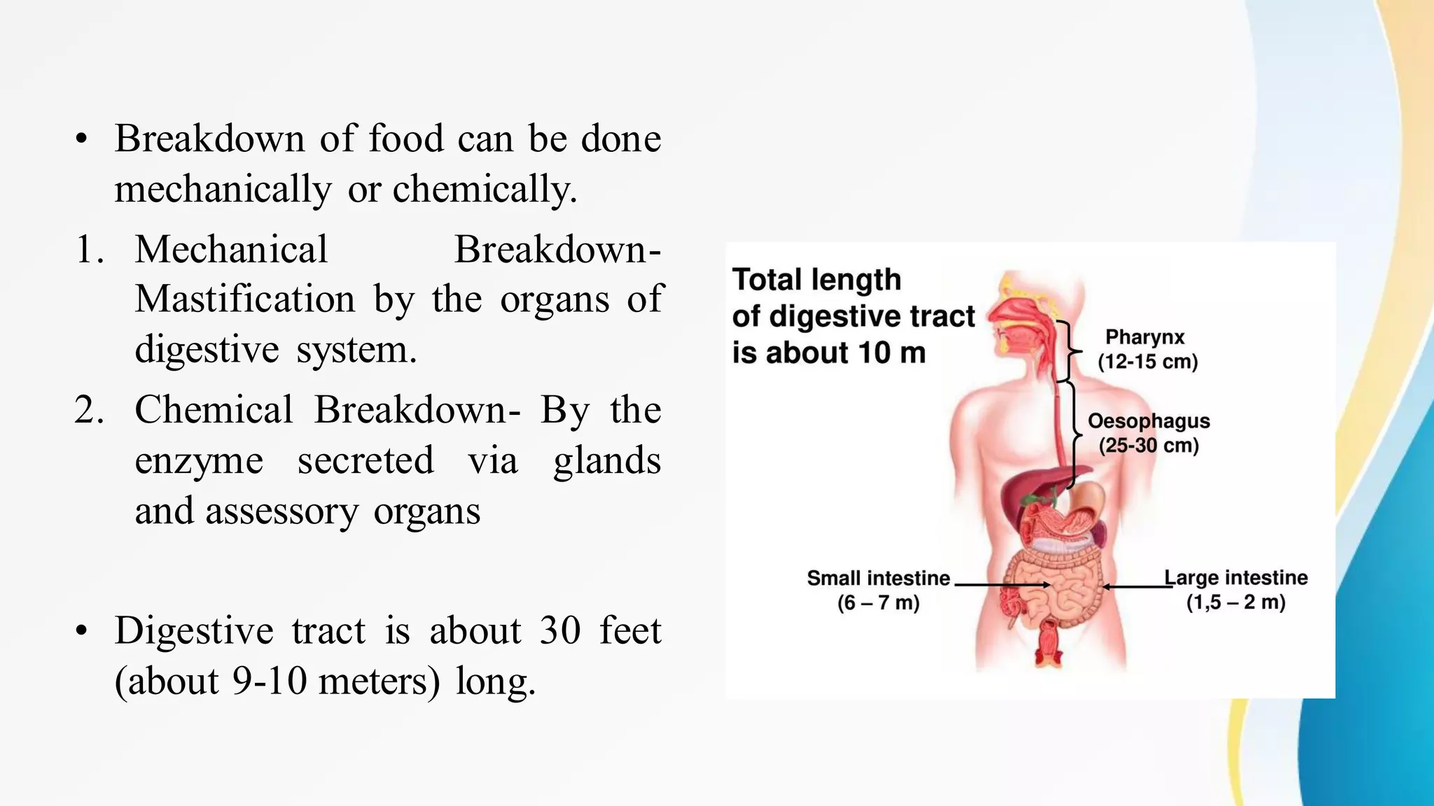 • Breakdown of food can be done
mechanically or chemically.
1. Mechanical Breakdown-
Mastification by the organs of
digestive system.
2. Chemical Breakdown- By the
enzyme secreted via glands
and assessory organs
• Digestive tract is about 30 feet
(about 9-10 meters) long.
 