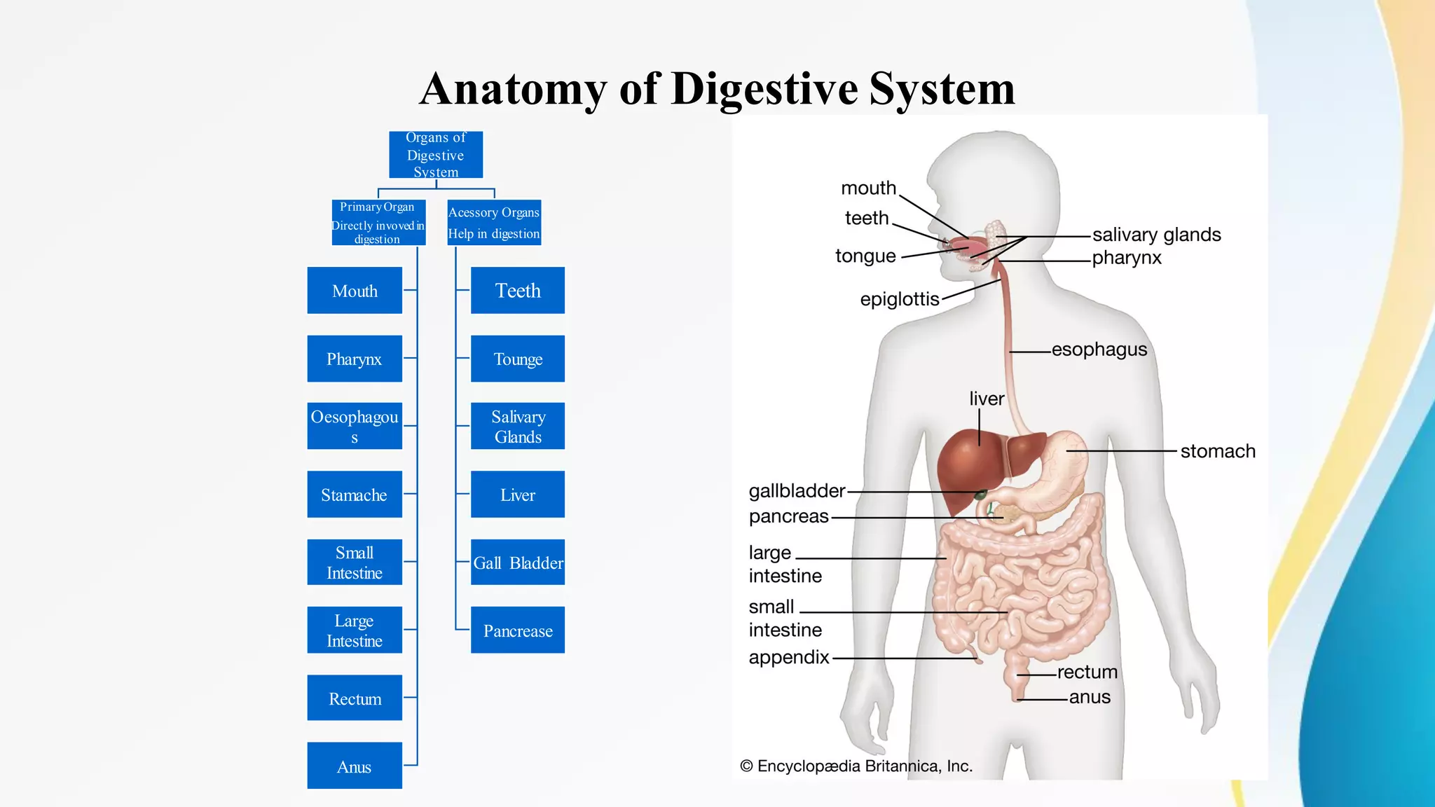 Anatomy of Digestive System
Organs of
Digestive
System
PrimaryOrgan
Directly invovedin
digestion
Mouth
Pharynx
Oesophagou
s
Stamache
Small
Intestine
Large
Intestine
Rectum
Anus
Acessory Organs
Help in digestion
Teeth
Tounge
Salivary
Glands
Liver
Gall Bladder
Pancrease
 