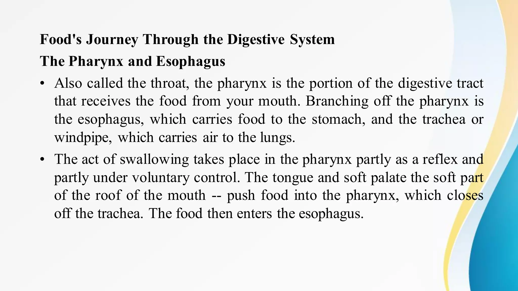 Food's Journey Through the Digestive System
The Pharynx and Esophagus
• Also called the throat, the pharynx is the portion of the digestive tract
that receives the food from your mouth. Branching off the pharynx is
the esophagus, which carries food to the stomach, and the trachea or
windpipe, which carries air to the lungs.
• The act of swallowing takes place in the pharynx partly as a reflex and
partly under voluntary control. The tongue and soft palate the soft part
of the roof of the mouth -- push food into the pharynx, which closes
off the trachea. The food then enters the esophagus.
 