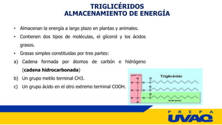 • Almacenan la energía a largo plazo en plantas y animales.
• Contienen dos tipos de moléculas, el glicerol y los ácidos
grasos.
• Grasas simples constituidas por tres partes:
a) Cadena formada por átomos de carbón e hidrógeno
(cadena hidrocarbonada)
b) Un grupo metilo terminal CH3.
c) Un grupo ácido en el otro extremo terminal COOH.
TRIGLICÉRIDOS
ALMACENAMIENTO DE ENERGÍA
 