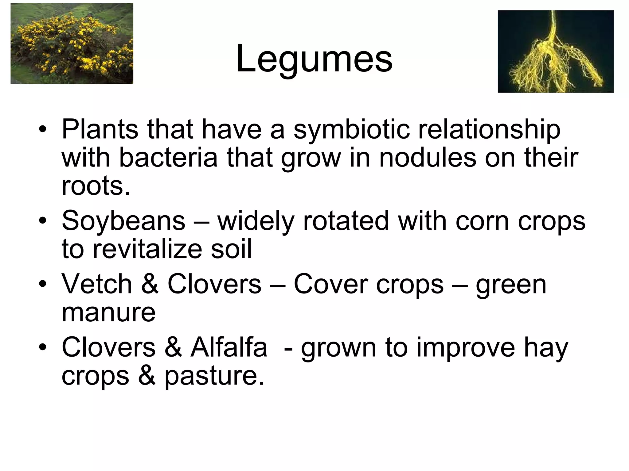 Legumes Plants that have a symbiotic relationship with bacteria that grow in nodules on their roots. Soybeans – widely rotated with corn crops to revitalize soil Vetch & Clovers – Cover crops – green manure Clovers & Alfalfa  - grown to improve hay crops & pasture. 