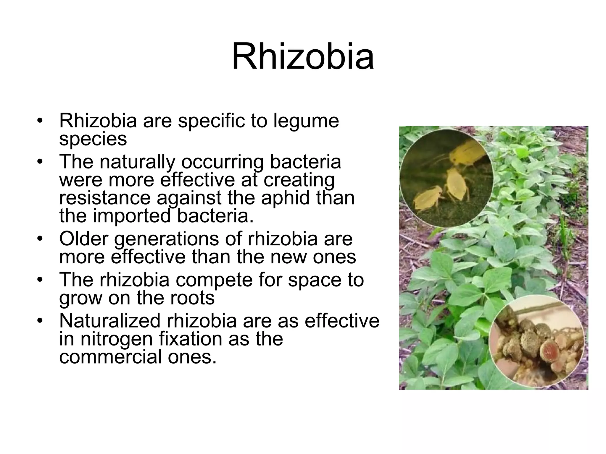 Rhizobia Rhizobia are specific to legume species The naturally occurring bacteria were more effective at creating resistance against the aphid than the imported bacteria. Older generations of rhizobia are more effective than the new ones The rhizobia compete for space to grow on the roots Naturalized rhizobia are as effective in nitrogen fixation as the commercial ones. 