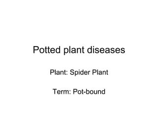 Potted plant diseases Plant: Spider Plant Term: Pot-bound 