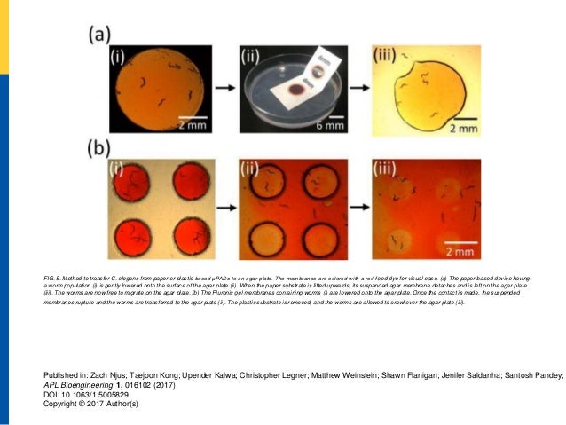 FIG. 5. Method to transfer C. elegans from paper or plastic-based μPADs to an agar plate. The membranes are colored with a red food dye for visual ease. (a) The paper-based device having
a worm population (i) is gently lowered onto the surface of the agar plate (ii). When the paper substrate is lifted upwards, its suspended agar membrane detaches and is left on the agar plate
(iii). The worms are now free to migrate on the agar plate. (b) The Pluronic gel membranes containing worms (i) are lowered onto the agar plate. Once the contact is made, the suspended
membranes rupture and the worms are transferred to the agar plate (ii). The plastic substrate is removed, and the worms are allowed to crawl over the agar plate (iii).
Published in: Zach Njus; Taejoon Kong; Upender Kalwa; Christopher Legner; Matthew Weinstein; Shawn Flanigan; Jenifer Saldanha; Santosh Pandey;
APL Bioengineering 1, 016102 (2017)
DOI: 10.1063/1.5005829
Copyright © 2017 Author(s)
 
