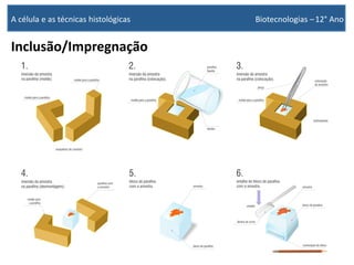 Inclusão/Impregnação
A célula e as técnicas histológicas Biotecnologias –12° Ano
 