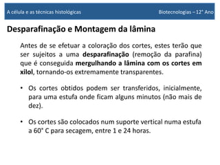 Antes de se efetuar a coloração dos cortes, estes terão que
ser sujeitos a uma desparafinação (remoção da parafina)
que é conseguida mergulhando a lâmina com os cortes em
xilol, tornando-os extremamente transparentes.
• Os cortes obtidos podem ser transferidos, inicialmente,
para uma estufa onde ficam alguns minutos (não mais de
dez).
• Os cortes são colocados num suporte vertical numa estufa
a 60° C para secagem, entre 1 e 24 horas.
A célula e as técnicas histológicas Biotecnologias –12° Ano
Desparafinação e Montagem da lâmina
 