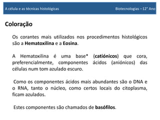 Coloração
Os corantes mais utilizados nos procedimentos histológicos
são a Hematoxilina e a Eosina.
A Hematoxilina é uma base* (catiónicos) que cora,
preferencialmente, componentes ácidos (aniónicos) das
células num tom azulado escuro.
Como os componentes ácidos mais abundantes são o DNA e
o RNA, tanto o núcleo, como certos locais do citoplasma,
ficam azulados.
Estes componentes são chamados de basófilos.
A célula e as técnicas histológicas Biotecnologias –12° Ano
 