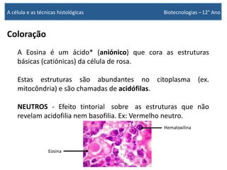 Coloração
A Eosina é um ácido* (aniónico) que cora as estruturas
básicas (catiónicas) da célula de rosa.
Estas estruturas são abundantes no citoplasma (ex.
mitocôndria) e são chamadas de acidófilas.
NEUTROS - Efeito tintorial sobre as estruturas que não
revelam acidofilia nem basofilia. Ex: Vermelho neutro.
Hematoxilina
Eosina
A célula e as técnicas histológicas Biotecnologias –12° Ano
 