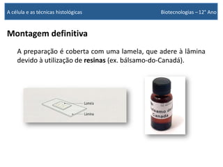 Montagem definitiva
A preparação é coberta com uma lamela, que adere à lâmina
devido à utilização de resinas (ex. bálsamo-do-Canadá).
A célula e as técnicas histológicas Biotecnologias –12° Ano
 