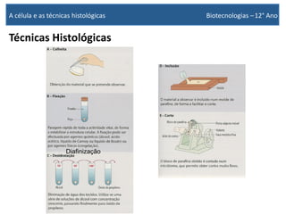 Técnicas Histológicas
A célula e as técnicas histológicas Biotecnologias –12° Ano
Diafinização
 