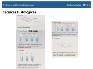 Técnicas Histológicas
A célula e as técnicas histológicas Biotecnologias –12° Ano
e hidratação
 