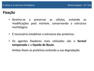 Fixação
• Destina-se a preservar as células, evitando as
modificações post mortem, conservando a estrutura
morfológica.
• É necessário estabilizar a estrutura das proteínas.
• Os agentes fixadores mais utilizados são o formol
tamponado e o líquido de Bouin.
Ambos fixam as proteínas evitando a sua degradação.
A célula e as técnicas histológicas Biotecnologias –12° Ano
 