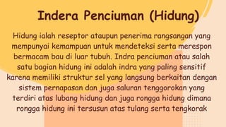 Hidung ialah reseptor ataupun penerima rangsangan yang
mempunyai kemampuan untuk mendeteksi serta merespon
bermacam bau di luar tubuh. Indra penciuman atau salah
satu bagian hidung ini adalah indra yang paling sensitif
karena memiliki struktur sel yang langsung berkaitan dengan
sistem pernapasan dan juga saluran tenggorokan yang
terdiri atas lubang hidung dan juga rongga hidung dimana
rongga hidung ini tersusun atas tulang serta tengkorak
Indera Penciuman (Hidung)
 