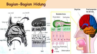 Bagian-Bagian Hidung
 