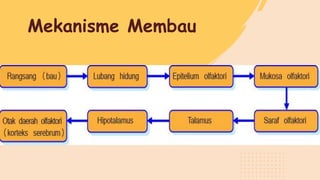 Mekanisme Membau
 
