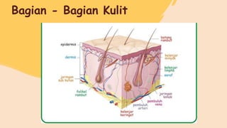 Bagian - Bagian Kulit
 