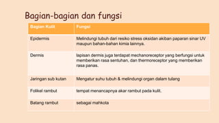 Bagian-bagian dan fungsi
Bagian Kulit Fungsi
Epidermis Melindungi tubuh dari resiko stress oksidan akiban paparan sinar UV
maupun bahan-bahan kimia lainnya.
Dermis lapisan dermis juga terdapat mechanoreceptor yang berfungsi untuk
memberikan rasa sentuhan, dan thermoreceptor yang memberikan
rasa panas.
Jaringan sub kutan Mengatur suhu tubuh & melindungi organ dalam tulang
Folikel rambut tempat menancapnya akar rambut pada kulit.
Batang rambut sebagai mahkota
 