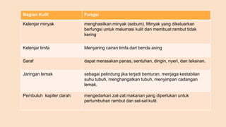 Bagian Kulit Fungsi
Kelenjar minyak menghasilkan minyak (sebum). Minyak yang dikeluarkan
berfungsi untuk melumasi kulit dan membuat rambut tidak
kering
Kelenjar limfa Menyaring cairan limfa dari benda asing
Saraf dapat merasakan panas, sentuhan, dingin, nyeri, dan tekanan.
Jaringan lemak sebagai pelindung jika terjadi benturan, menjaga kestabilan
suhu tubuh, menghangatkan tubuh, menyimpan cadangan
lemak.
Pembuluh kapiler darah mengedarkan zat-zat makanan yang diperlukan untuk
pertumbuhan rambut dan sel-sel kulit.
 