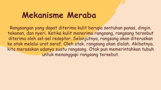 Rangsangan yang dapat diterima kulit berupa sentuhan panas, dingin,
tekanan, dan nyeri. Ketika kulit menerima rangsang, rangsang tersebut
diterima oleh sel-sel reseptor. Selanjutnya, rangsang akan diteruskan
ke otak melalui urat saraf. Oleh otak, rangsang akan diolah. Akibatnya,
kita merasakan adanya suatu rangsang. Otak pun memerintahkan tubuh
untuk menanggapi rangsang tersebut.
Mekanisme Meraba
 