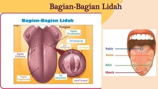 Bagian-Bagian Lidah
 