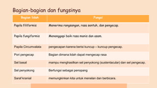 Bagian-bagian dan fungsinya
Bagian lidah Fungsi
Papila filiformis Menerima rangsangan, rasa sentuh, dan pengecap.
Papila fungiformis Menanggapi baik rasa manis dan asam.
Papila Circumvalata pengecapan karena berisi kuncup – kuncup pengecap.
Pori pengecap Bagian dimana lidah dapat mengecap rasa
Sel basal mampu menghasilkan sel penyokong (sustentacular) dan sel pengecap.
Sel penyokong Berfungsi sebagai penopang
Saraf kranial memungkinkan kita untuk menelan dan berbicara.
 
