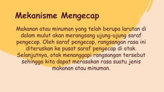 Makanan atau minuman yang telah berupa larutan di
dalam mulut akan merangsang ujung-ujung saraf
pengecap. Oleh saraf pengecap, rangsangan rasa ini
diteruskan ke pusat saraf pengecap di otak.
Selanjutnya, otak menanggapi rangsangan tersebut
sehingga kita dapat merasakan rasa suatu jenis
makanan atau minuman.
Mekanisme Mengecap
 