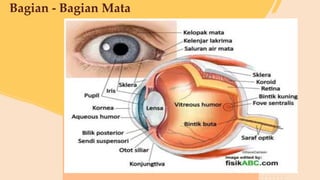 Bagian - Bagian Mata
 