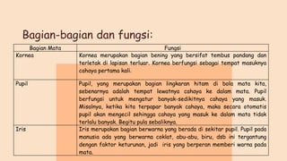 Bagian-bagian dan fungsi:
Bagian Mata Fungsi
Kornea Kornea merupakan bagian bening yang bersifat tembus pandang dan
terletak di lapisan terluar. Kornea berfungsi sebagai tempat masuknya
cahaya pertama kali.
Pupil Pupil, yang merupakan bagian lingkaran hitam di bola mata kita,
sebenarnya adalah tempat lewatnya cahaya ke dalam mata. Pupil
berfungsi untuk mengatur banyak-sedikitnya cahaya yang masuk.
Misalnya, ketika kita terpapar banyak cahaya, maka secara otomatis
pupil akan mengecil sehingga cahaya yang masuk ke dalam mata tidak
terlalu banyak. Begitu pula sebaliknya.
Iris Iris merupakan bagian berwarna yang berada di sekitar pupil. Pupil pada
manusia ada yang berwarna coklat, abu-abu, biru, dsb ini tergantung
dengan faktor keturunan, jadi iris yang berperan memberi warna pada
mata.
 