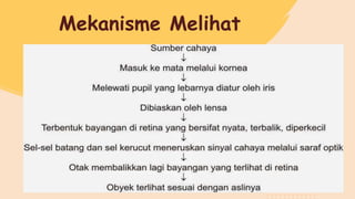 Mekanisme Melihat
 