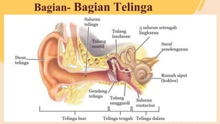 Bagian- Bagian Telinga
 