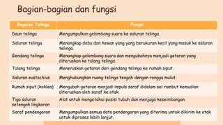 Bagian-bagian dan fungsi
Bagaian Telinga Fungsi
Daun telinga Mengumpulkan gelombang suara ke saluran telinga.
Saluran telinga Menangkap debu dan hewan yang yang berukuran kecil yang masuk ke saluran
telinga.
Gendang telinga Menangkap gelombang suara dan mengubahnya menjadi getaran yang
diteruskan ke tulang telinga.
Tulang telinga Meneruskan getaran dari gendang telinga ke rumah siput.
Saluran eustachius Menghubungkan ruang telinga tengah dengan rongga mulut.
Rumah siput (koklea) Mengubah getaran menjadi impuls saraf didalam sel rambut kemudian
diteruskan oleh saraf ke otak.
Tiga saluran
setengah lingkaran
Alat untuk mengetahui posisi tubuh dan menjaga keseimbangan.
Saraf pendengaran Mengumpulkan semua data pendengaran yang diterima untuk dikirim ke otak
untuk diproses lebih lanjut.
 
