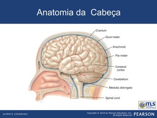 Copyright © 2016 by Pearson Education, Inc.
All Rights Reserved
Anatomia da Cabeça
 