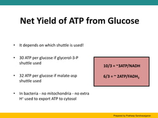Net Yield of ATP from Glucose
• It depends on which shuttle is used!
• 30 ATP per glucose if glycerol-3-P
shuttle used
• 32 ATP per glucose if malate-asp
shuttle used
• In bacteria - no mitochondria - no extra
H+ used to export ATP to cytosol
10/3 = ~3ATP/NADH
6/3 = ~ 2ATP/FADH2
Prepared by Pratheep Sandrasaigaran
 