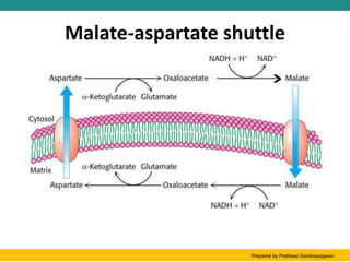 Malate-aspartate shuttle
Prepared by Pratheep Sandrasaigaran
 