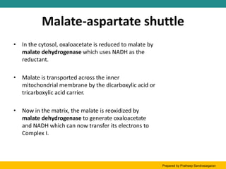 Malate-aspartate shuttle
• In the cytosol, oxaloacetate is reduced to malate by
malate dehydrogenase which uses NADH as the
reductant.
• Malate is transported across the inner
mitochondrial membrane by the dicarboxylic acid or
tricarboxylic acid carrier.
• Now in the matrix, the malate is reoxidized by
malate dehydrogenase to generate oxaloacetate
and NADH which can now transfer its electrons to
Complex I.
Prepared by Pratheep Sandrasaigaran
 