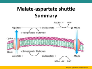 Malate-aspartate shuttle
Summary
Prepared by Pratheep Sandrasaigaran
 