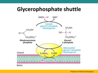 Glycerophosphate shuttle
Prepared by Pratheep Sandrasaigaran
 