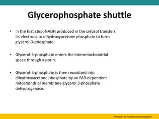 Glycerophosphate shuttle
• In the first step, NADH produced in the cytosol transfers
its electrons to dihydroxyacetone phosphate to form
glycerol-3-phosphate.
• Glycerol-3-phosphate enters the intermitochondrial
space through a porin.
• Glycerol-3-phosphate is then reoxidized into
dihydroxyacetone phosphate by an FAD dependent
mitochondrial membrane glycerol 3-phosphate
dehydrogenase.
Prepared by Pratheep Sandrasaigaran
 