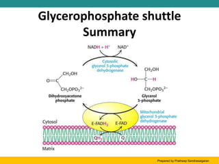 Glycerophosphate shuttle
Summary
Prepared by Pratheep Sandrasaigaran
 