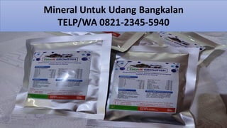 Mineral Untuk Udang Bangkalan
TELP/WA 0821-2345-5940
 